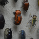Illustration for article titled Some Sneaky Museum Curator Hid A Volkswagen Beetle In The Insect Collection